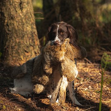 Dog & Field Real Feel Hare Dummy, naturtro hare dummy, ægte pels, 2,5 kg